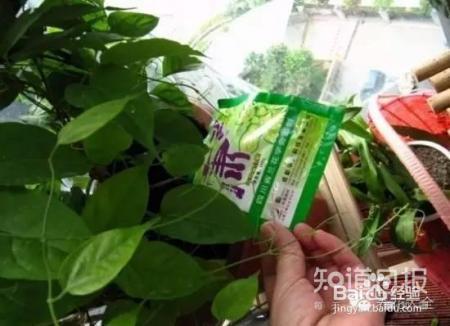 冬季养花7大法宝,小心你的花熬不到春天!