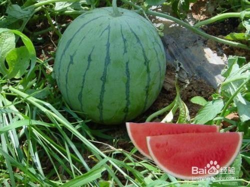 吃西瓜的好处与坏处？