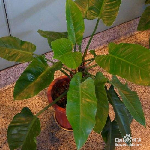 绿宝石喜林芋的培育方法和注意方法