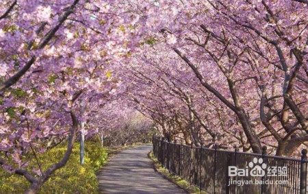 春季出游赏花路线成爆款 游客更关注性价比体验游