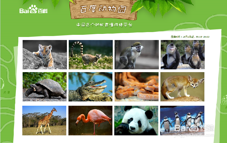 如何足不出户也能逛动物园