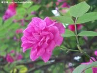 怎么去除房间异味