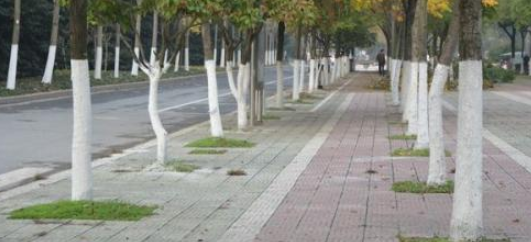 树根刷白灰起什么作用