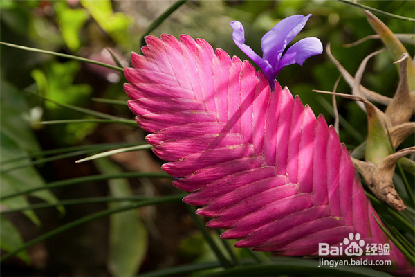 铁兰的养殖方法和注意事项
