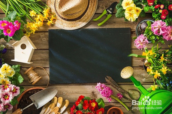 春兰花的养殖方法和注意事项