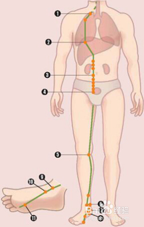 枸杞蒸蛋有什么功效