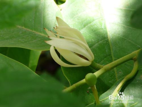 黄兰的养殖方法及注意事项