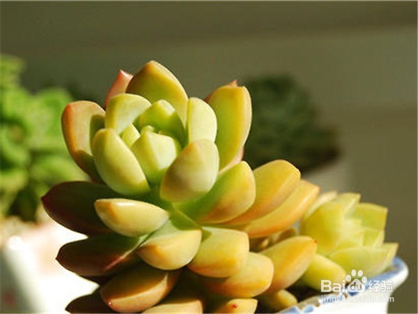 黄丽要如何养护