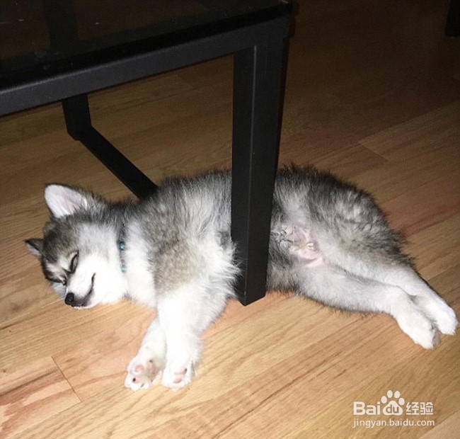 颜值超高的诺曼，想要一个嘛