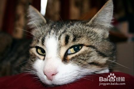 猫猫乱跑怎么办