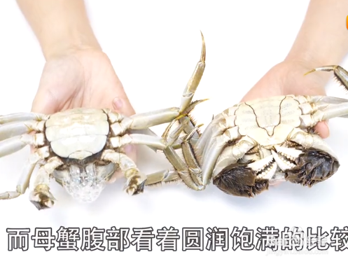 如何挑选大闸蟹才是最新鲜的？