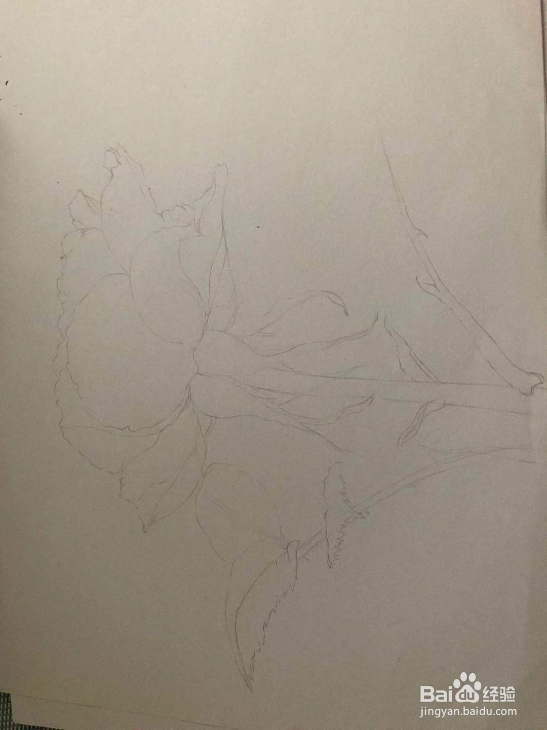 两朵玫瑰花绘画教程