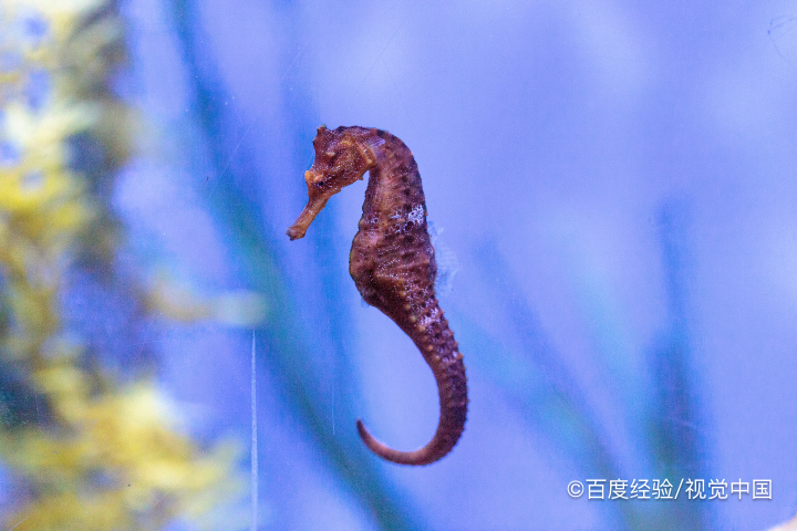 海马在水里怎么活动