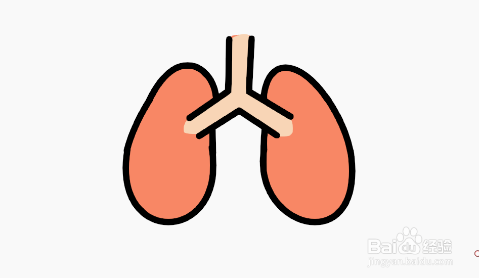 肺的彩色简图图片