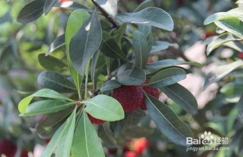 杨梅树怎么修剪