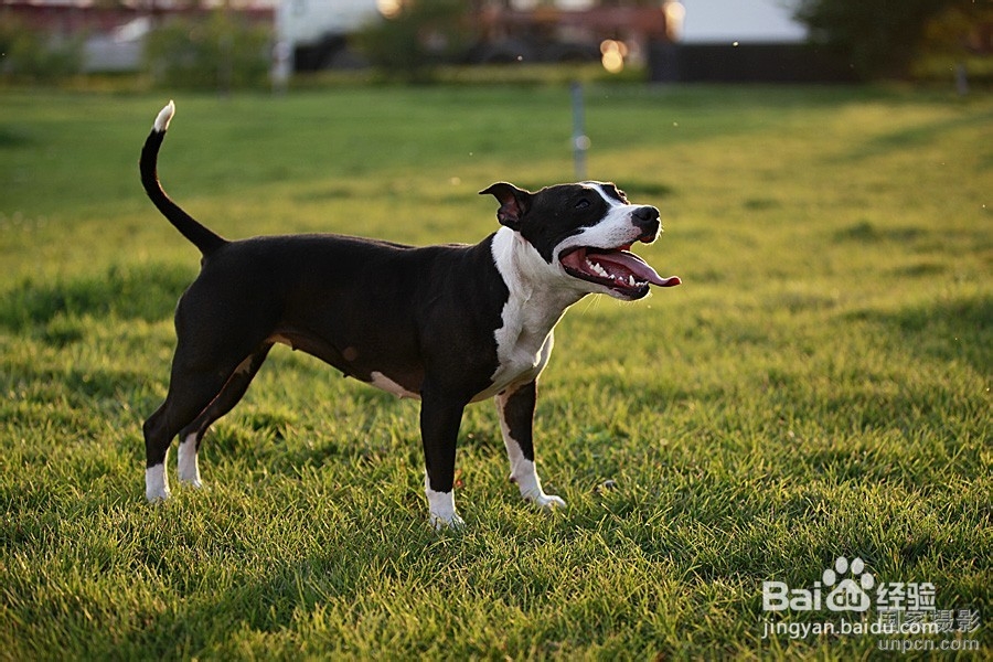 大型护卫犬有哪些
