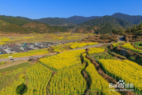 哪里油菜花不好看,为何要去婺源,给你一个答案