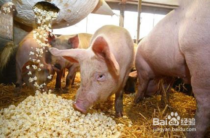 怎样洗猪肺又快又干净