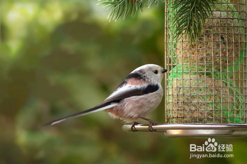 如何去优雅地说“不”：[2]忠实于你自己 2