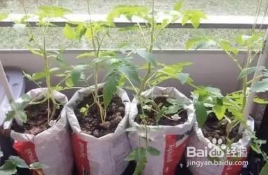 破麻袋 养花效果杠杠的 透气透水不再烂根 百度经验