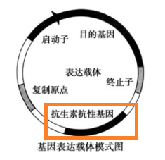基因表达载体的构建方法是什么?