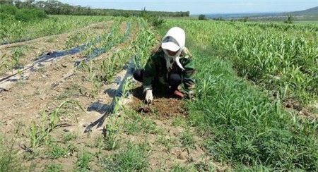 云南文山三七价格,还不知道的点击查看