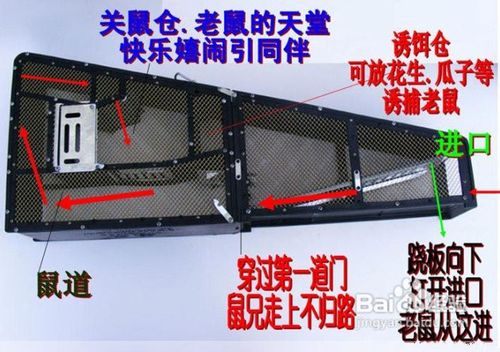 灭鼠方法介绍