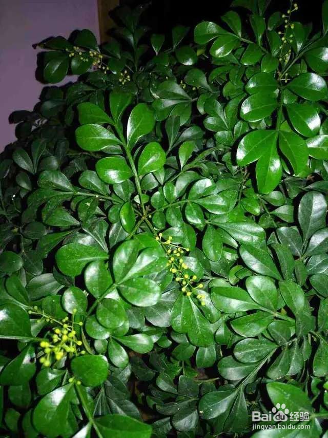 米兰浇点酸酸水，能开上千朵花，满屋子都是香味