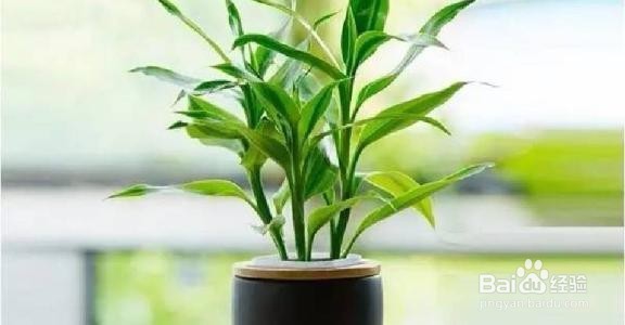 富贵竹土培、水培怎么进行养护