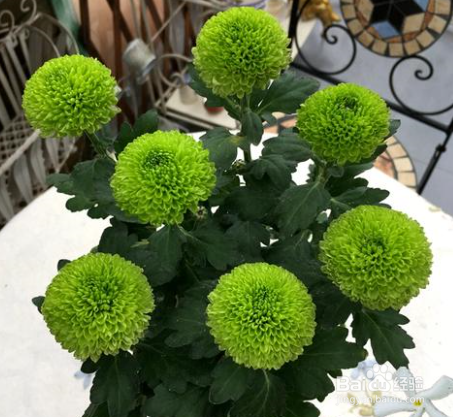 乒乓菊种子的种植方法