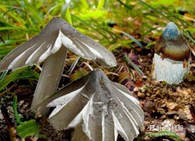 鸡枞菌怎么种植