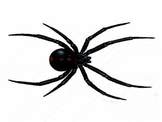 如果被黑寡妇蜘蛛咬了怎么办？