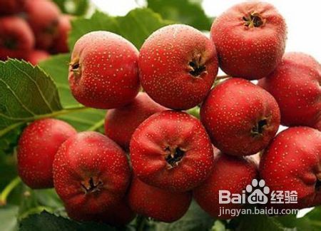 哪些药膳可以治疗接触性皮炎