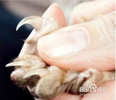 猫的趾甲怎么剪剪多长