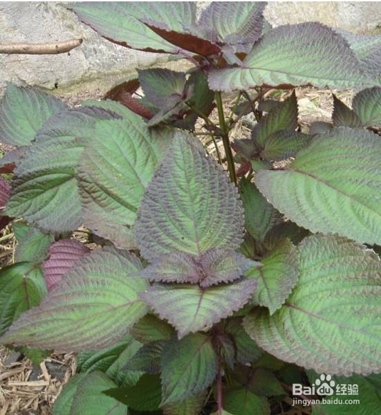 夏季养生远离疾病就要多吃几款抗菌菜