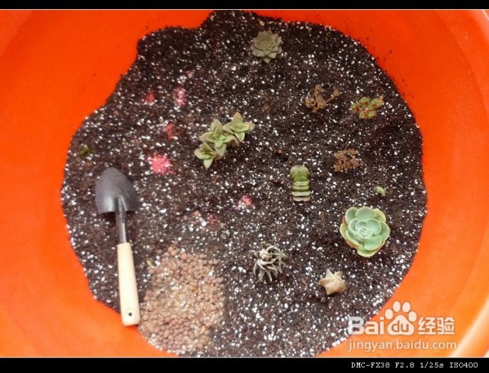 8月1日更新（附“花土”心得）--DIYDIY阳台花园日记