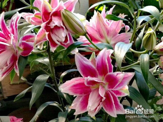 百合盆栽开花后怎么养护？