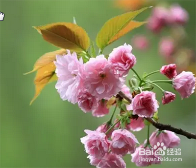 樱花嫁接时间和方法