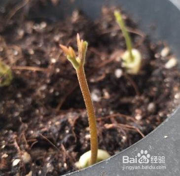 龙眼籽怎样发芽