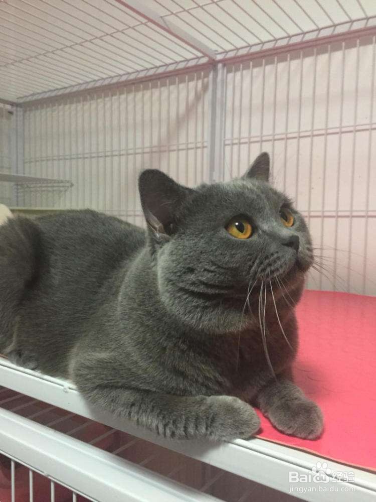 猫咪吃“猫食”会营养失调