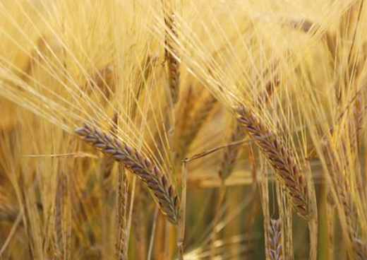 碳水化合物的食物有哪些