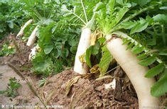 白萝卜丝汤的做法