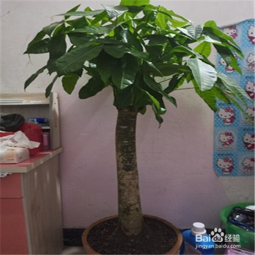 发财树根腐烂最快的处理方法