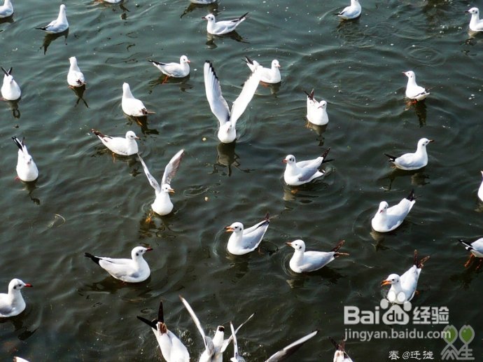 【春的迁徙】冬日，昆明观鸥攻略