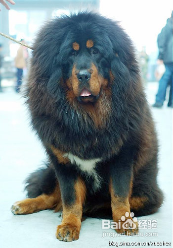 纯种藏獒的分辨方法