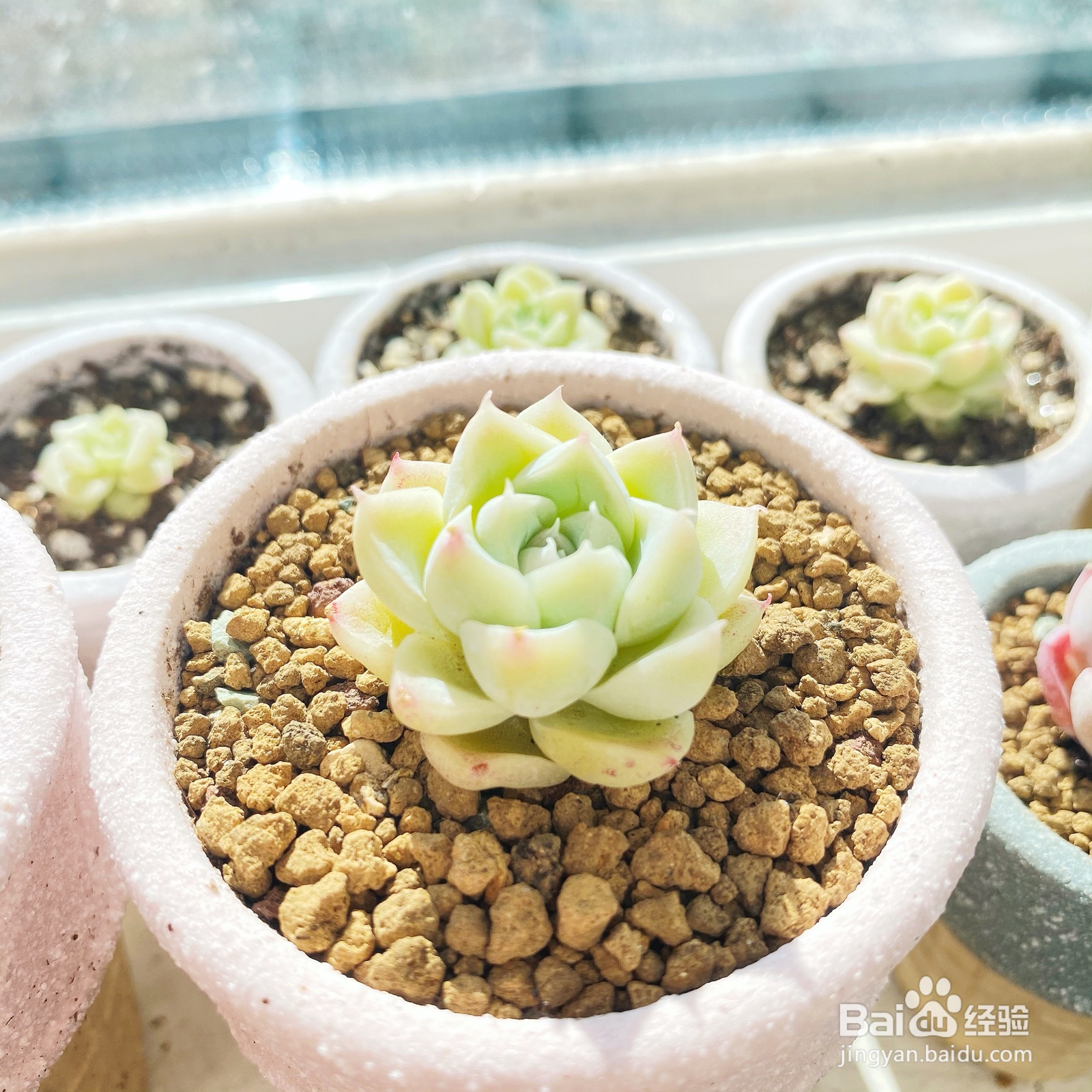 怎样种植多肉植物