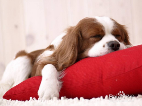怎么提升狗狗睡眠质量？