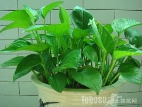 家具上的甲醛如何去掉