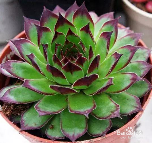 适合冬季养殖的多肉品种有哪些?