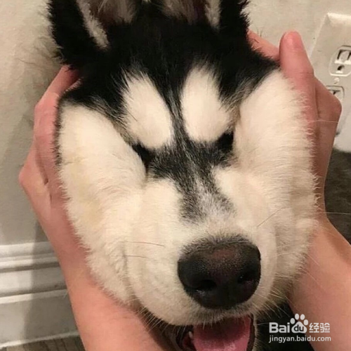 怎么给狗狗毛发护理?